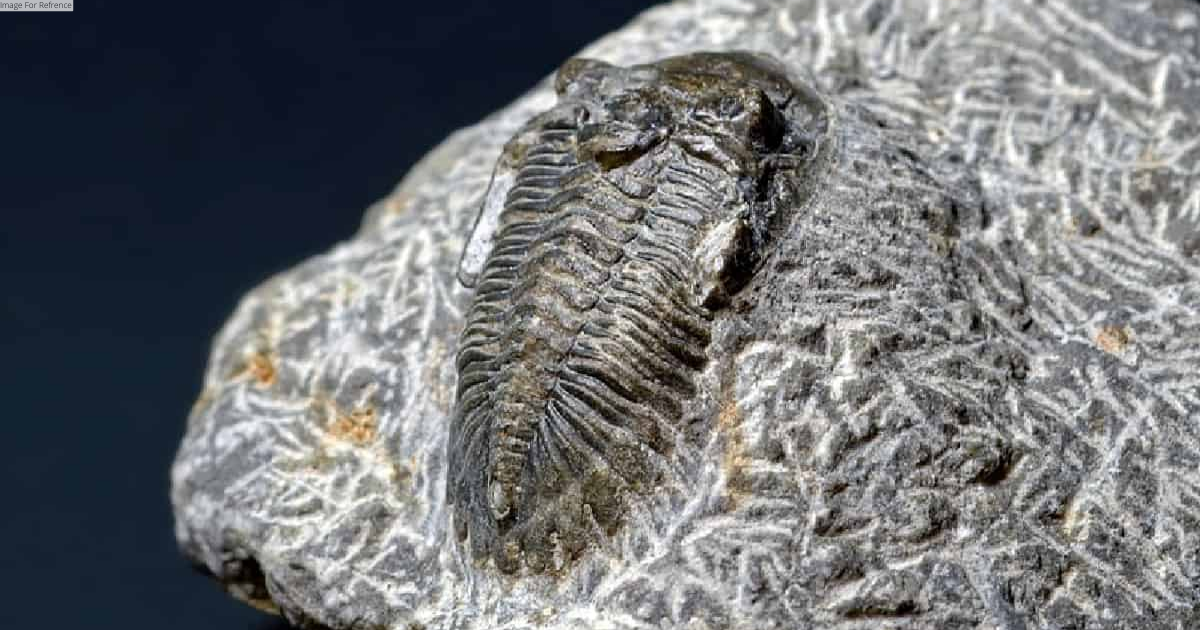 Half-a-billion year old fossilised brain of sea creature defies textbook explanation: Research